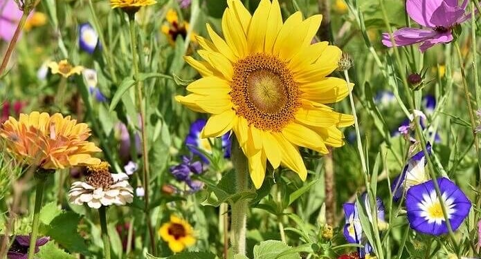 Kasseler Blumenwiese Blühstreifen in Kassel