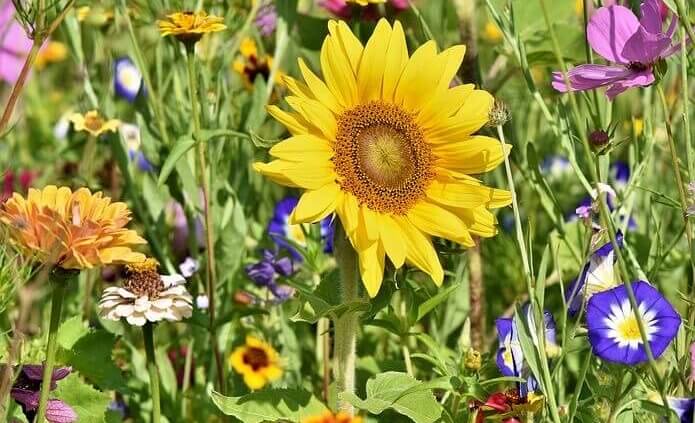 Kasseler Blumenwiese Blühstreifen in Kassel