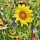 Kasseler Blumenwiese Blühstreifen in Kassel